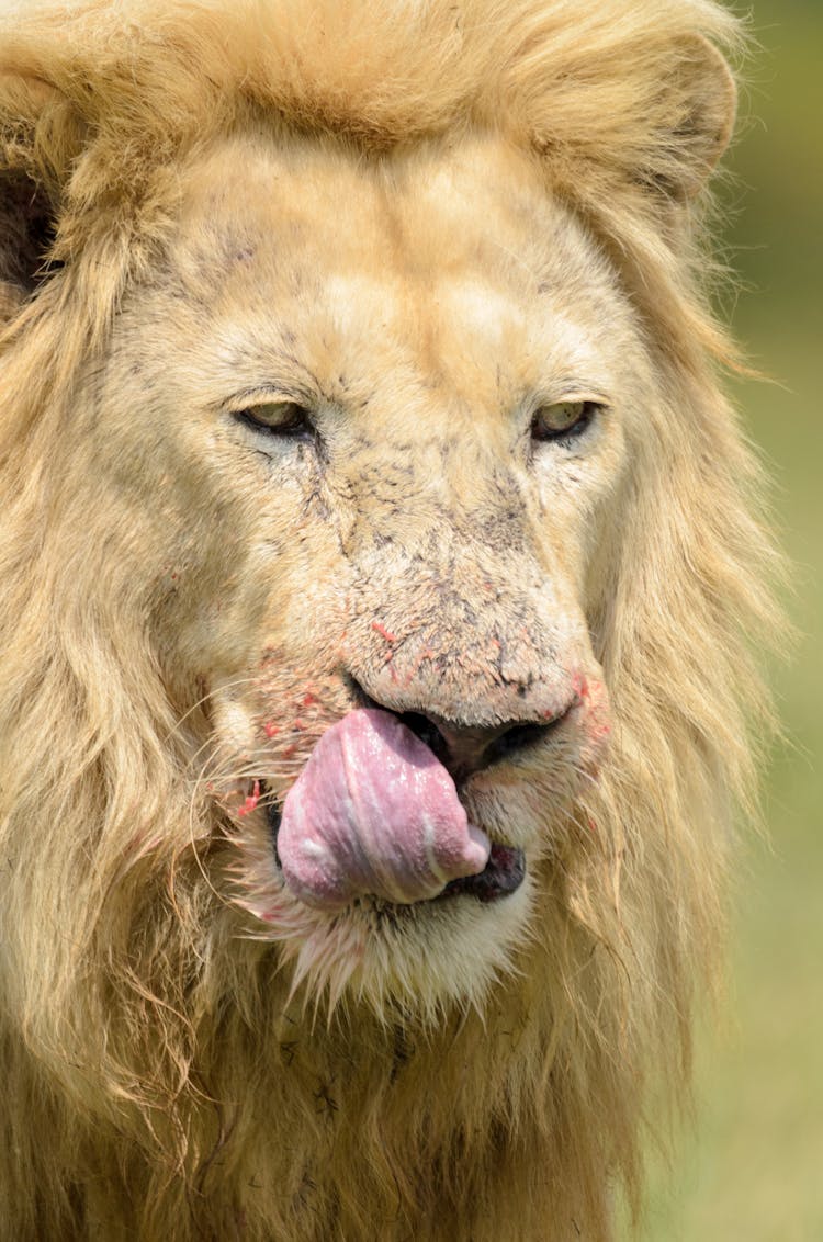 Brown Lion Showing Tongue