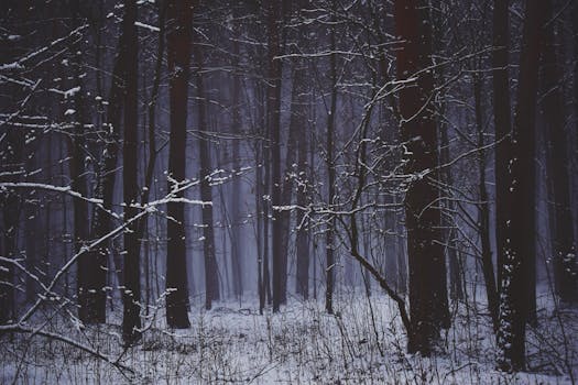 Dark, moody winter forest scene with snow-covered trees and bare branches.
