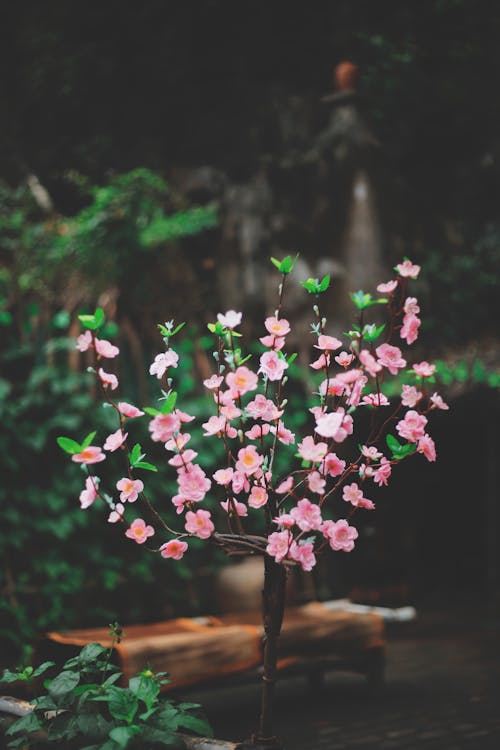Безкоштовне стокове фото на тему «вертикальні постріл, квіти, квітка»