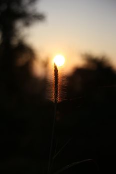 Artistic silhouette of tall grass against a warm sunset backdrop with lens flare.
