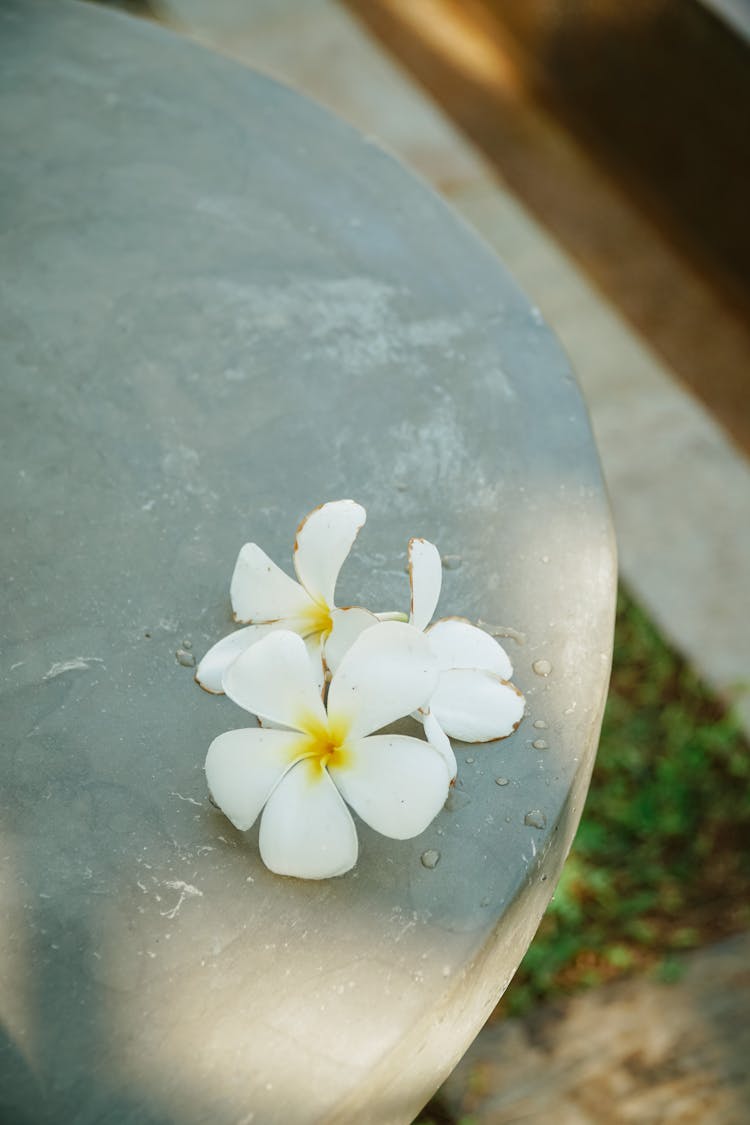 Plumeria Flower Lying On Table