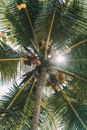 Coconuts Growing on Palm Tree