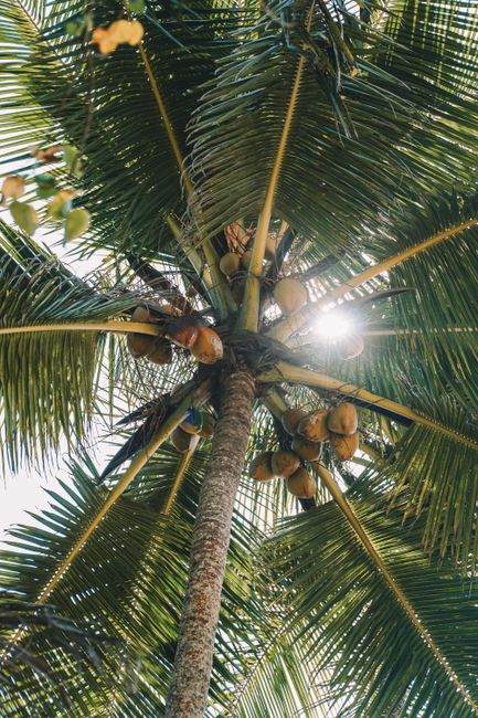 Vertical view of a coconut palm tree with sunlight shining through the leaves, Sri Lanka.