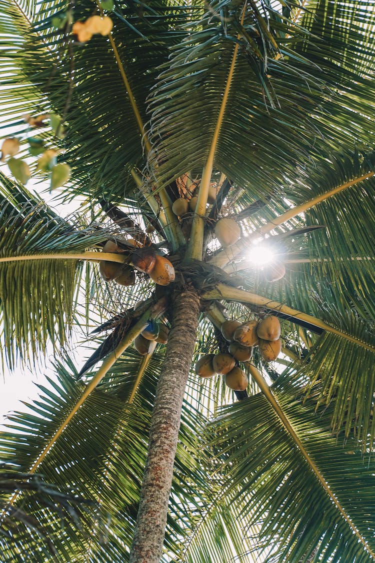 Coconuts Growing On Palm Tree