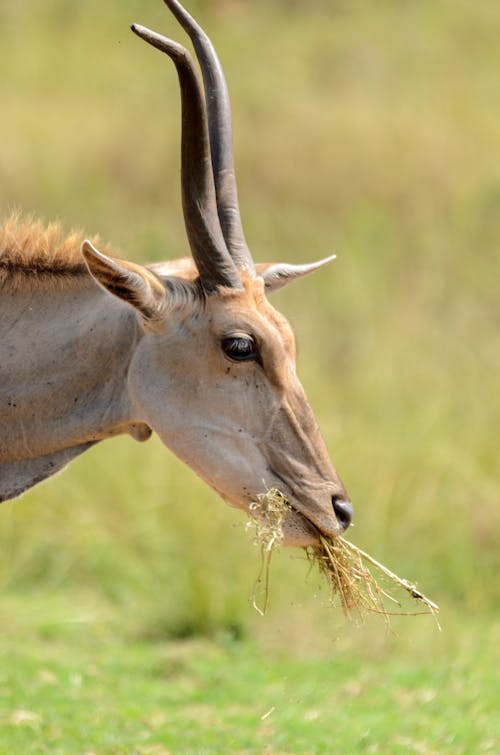 Close Photo of Eland