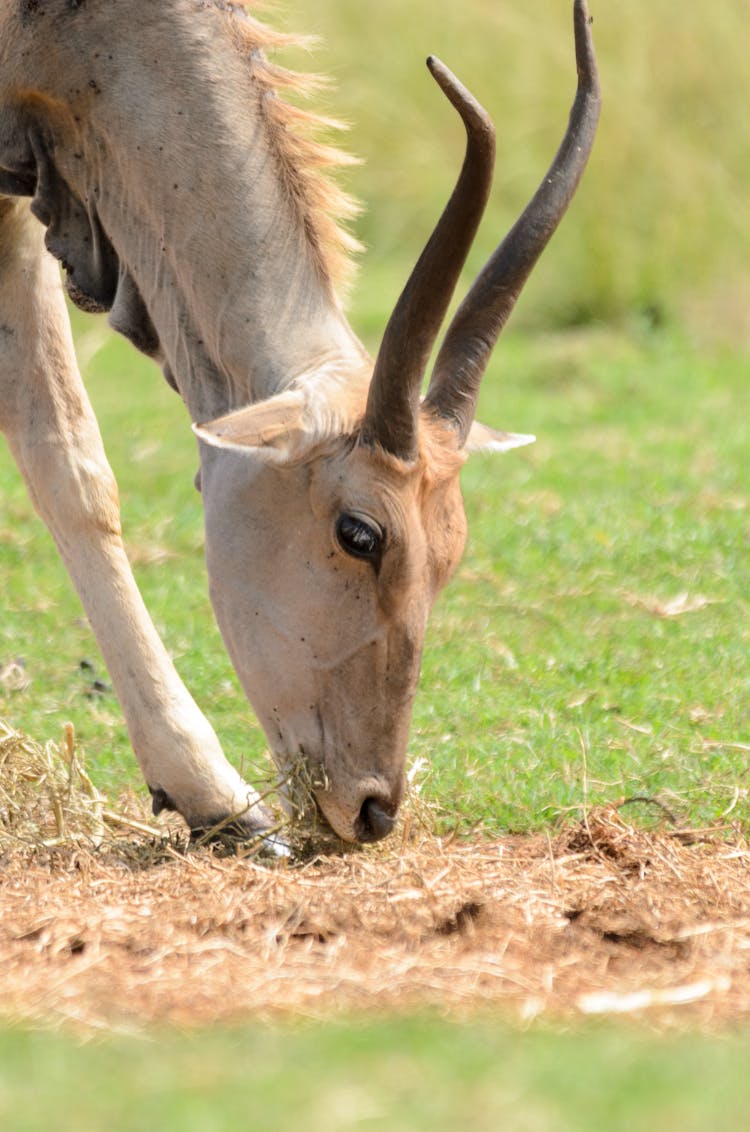 An Antelope Grazing