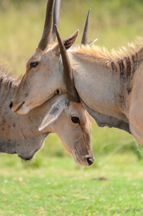 Close Up Photo of Antelopes