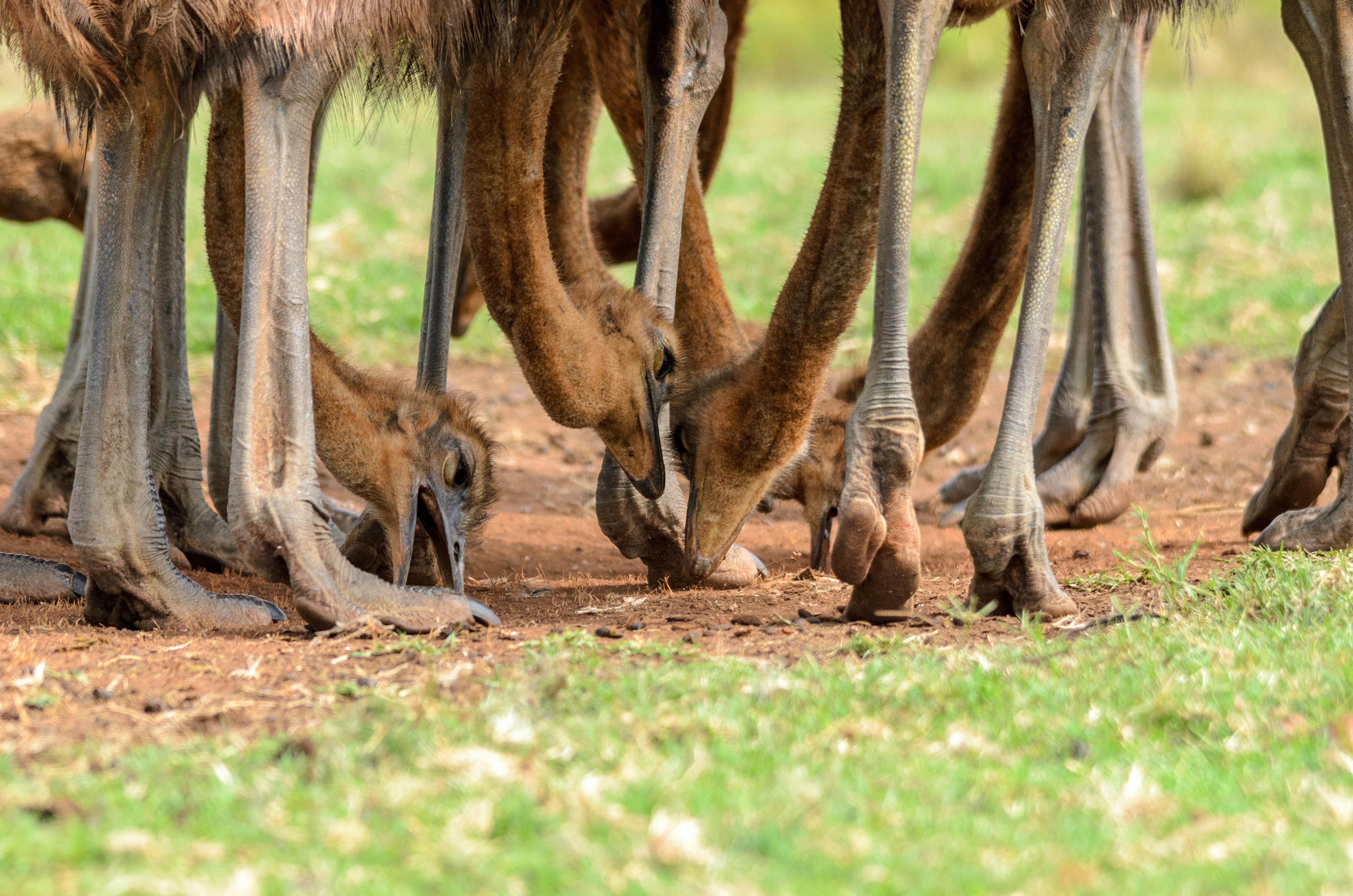 Heads and Legs of Ostrich · Free Stock Photo