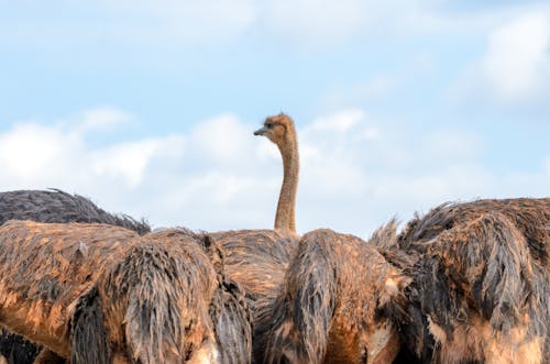 A Herd of Ostrich