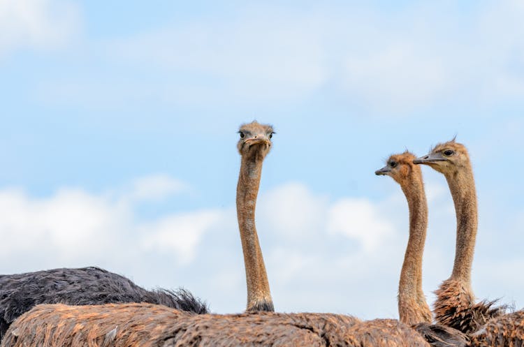 Photo Of Ostriches