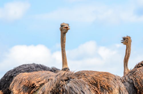 Immagine gratuita di avvicinamento, fotografia di uccelli, struzzi