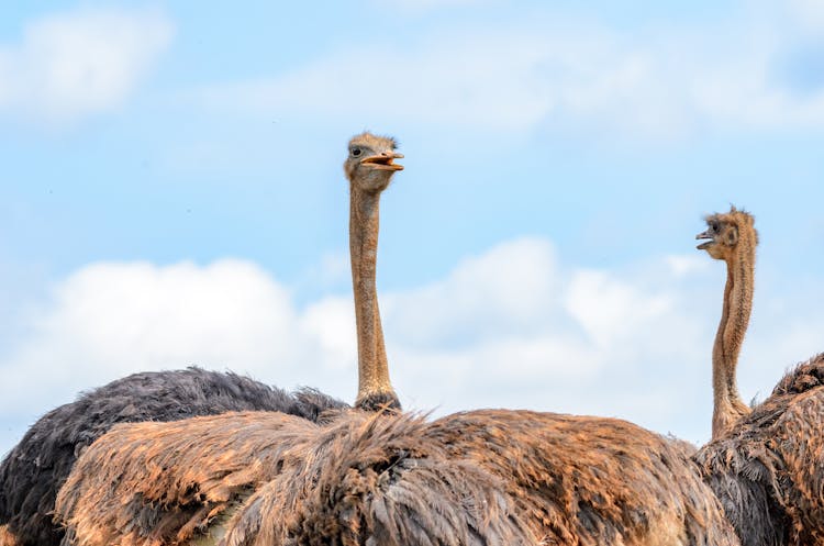 Photo Of Two Ostriches