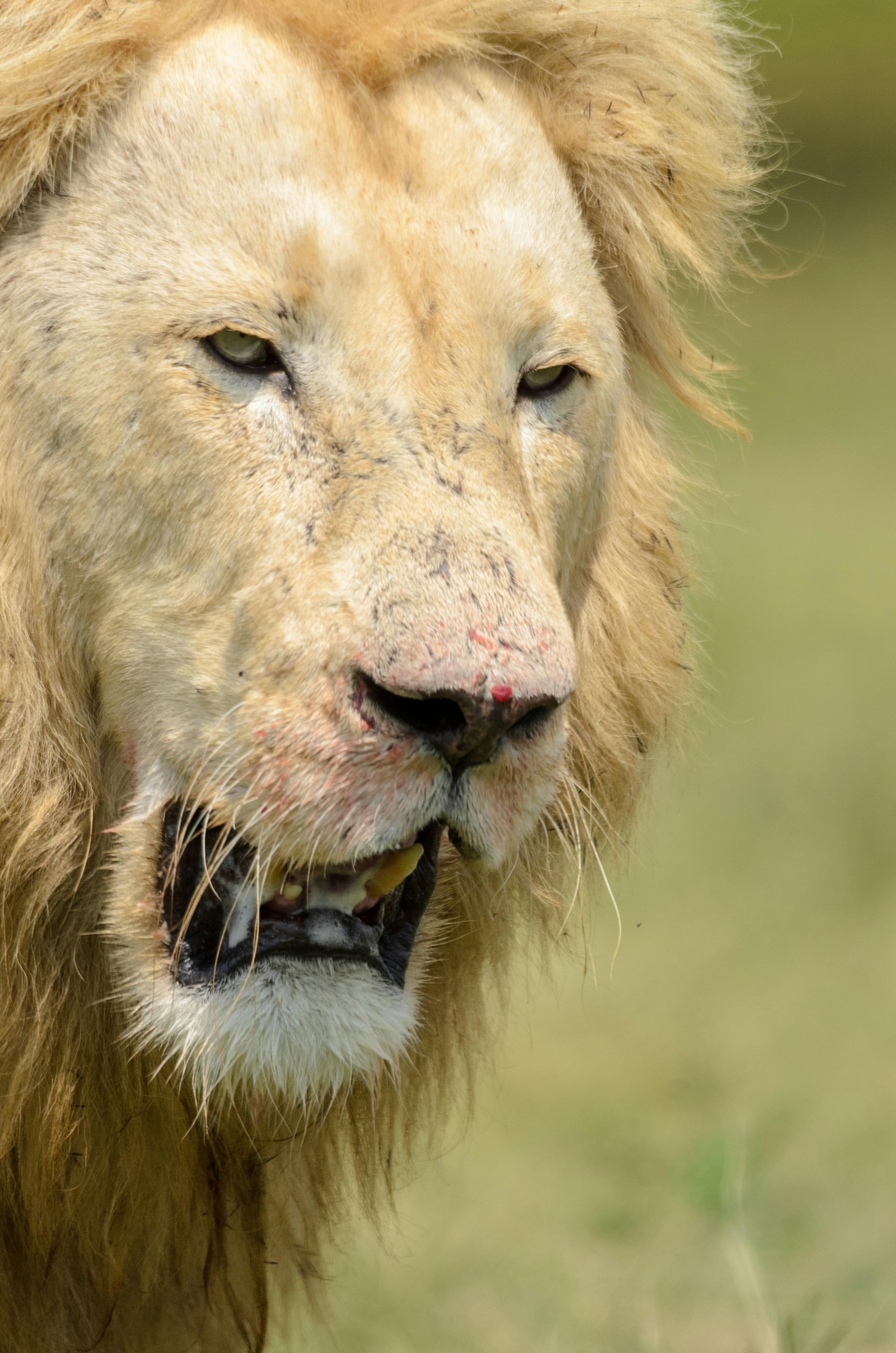 close up photo of a lion