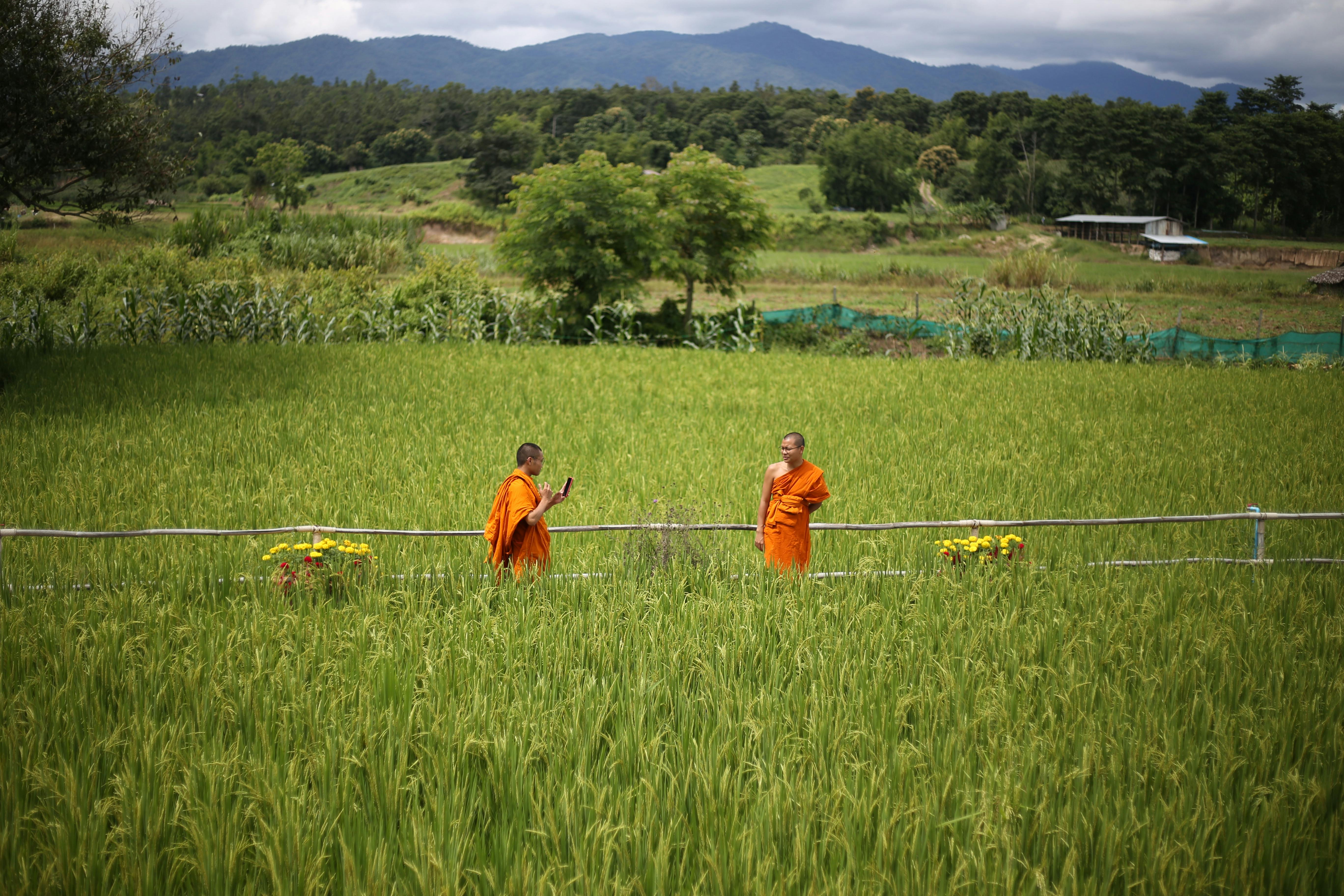 Two monks in vibrant orange robes stroll through a lush green rice field with mountains in the background.