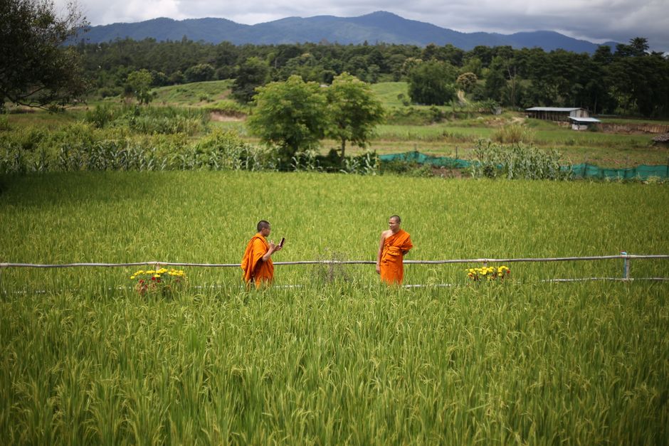 Two monks in vibrant orange robes stroll through a lush green rice field with mountains in the background.