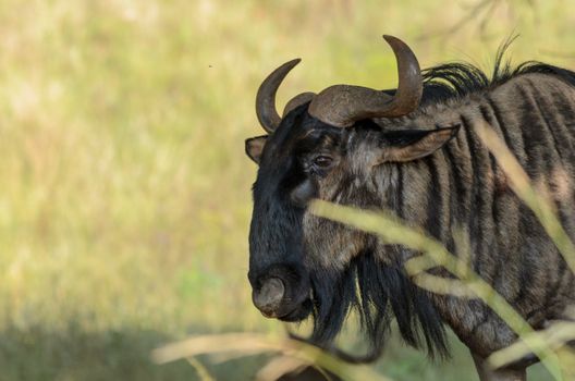 A blue wildebeest grazing in its natural habitat. Perfect wildlife photography.