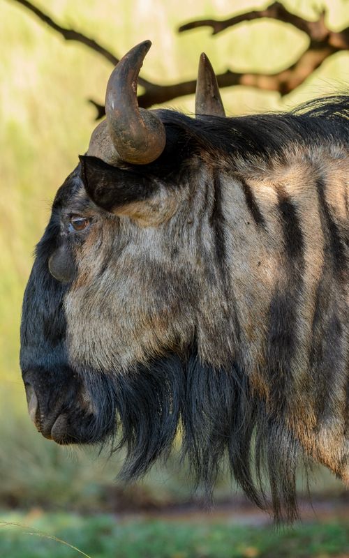 Free Side view of a wildebeest with prominent horns in a natural setting, showcasing its distinct features. Stock Photo