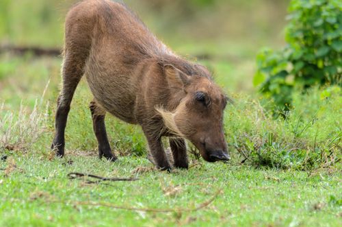 Free A young warthog forages in a lush green field, capturing the essence of wildlife. Stock Photo