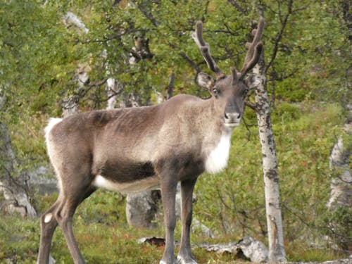 Reindeer