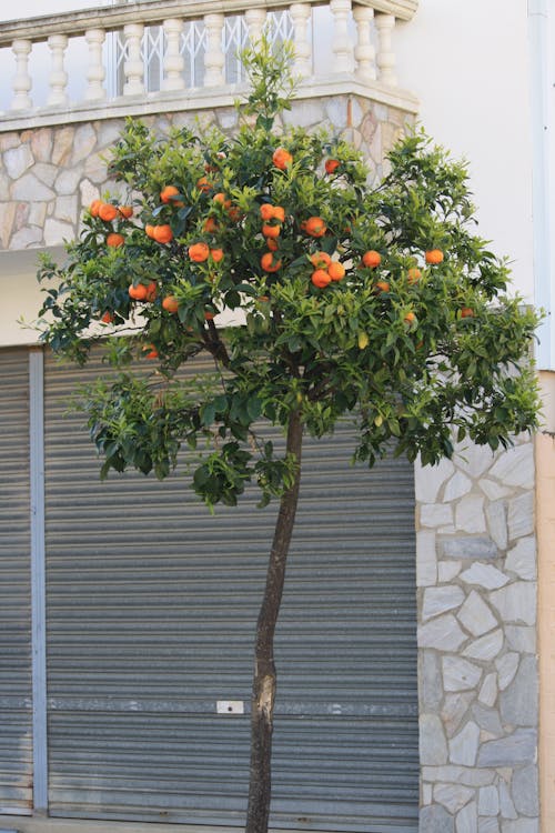 Gratis lagerfoto af appelsintræ, bølgebryder, citrusfrugter