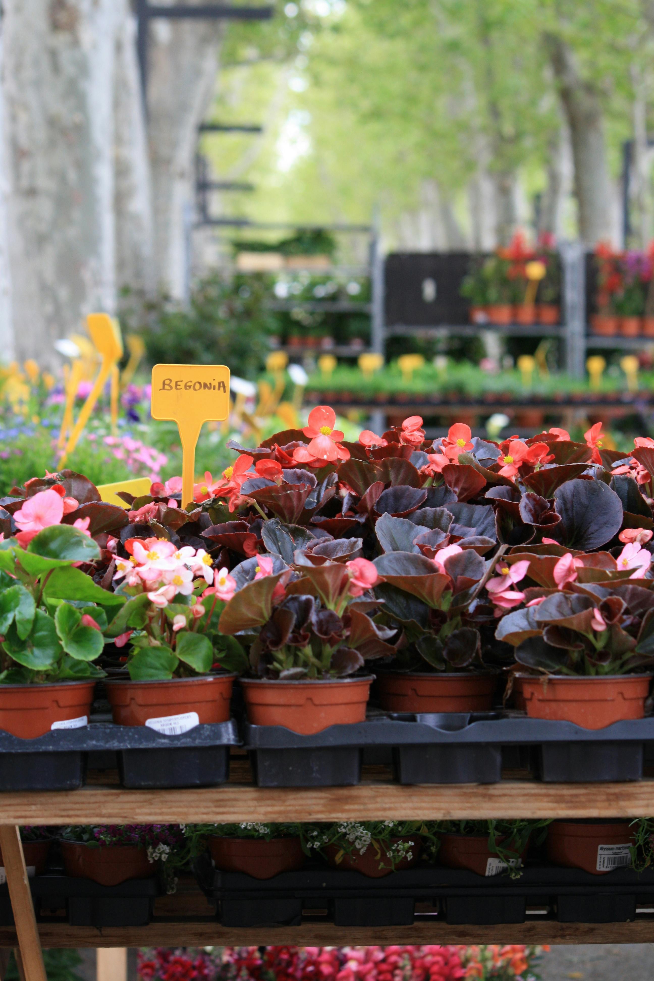 [ColoSach]-colorful-begonia-plants-displayed-at-a-bustling-outdoor-market,-ideal-for-garden-lovers.