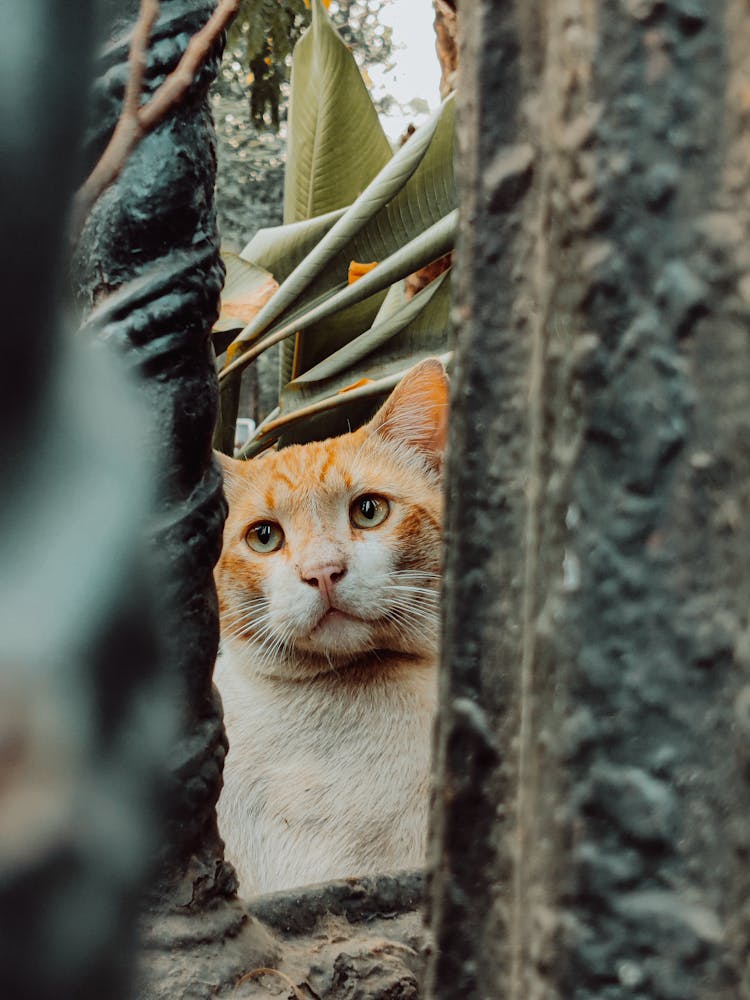 Cute Cat Looking From Behind Stone Columns