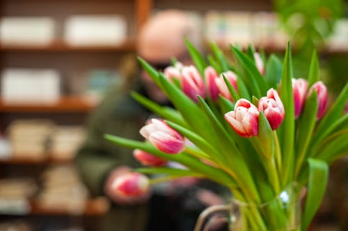 꽃이 피는, 배경을 흐리게, 분홍색 꽃의 무료 스톡 사진