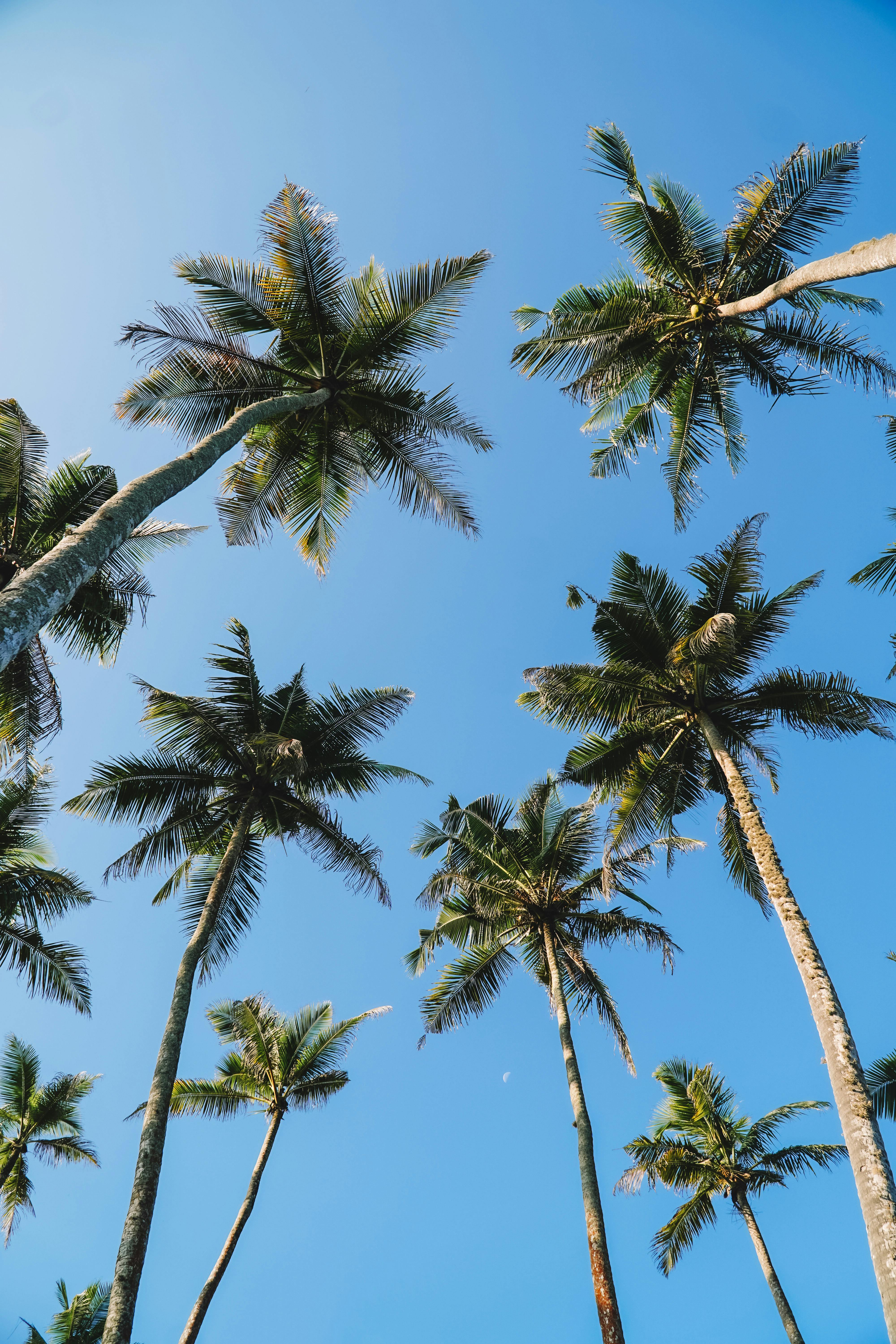 Palm trees aesthetic HD wallpapers  Pxfuel