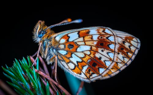무료 녹색 잎에 갈색과 흰색 나비의 틸트 시프트 렌즈 사진 스톡 사진
