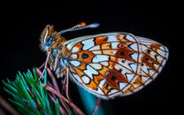Tilt Shift Lens Photography of Brown and White Butterfly on Green Leaf