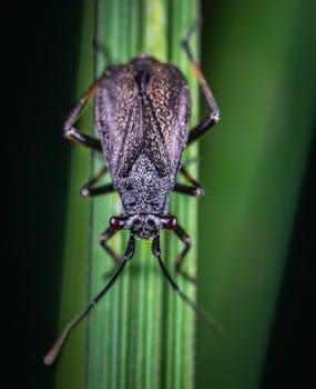 昆虫在自然环境垂直绿叶上的详细宏观镜头