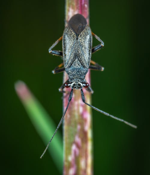免费 黑甲虫的微距摄影 素材图片