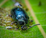 一张闪亮蓝色甲虫的宏观特写照片，清晰地展现了它在鲜亮绿叶上的复杂图案