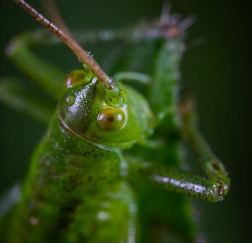 綠色蚱hopper的微距攝影