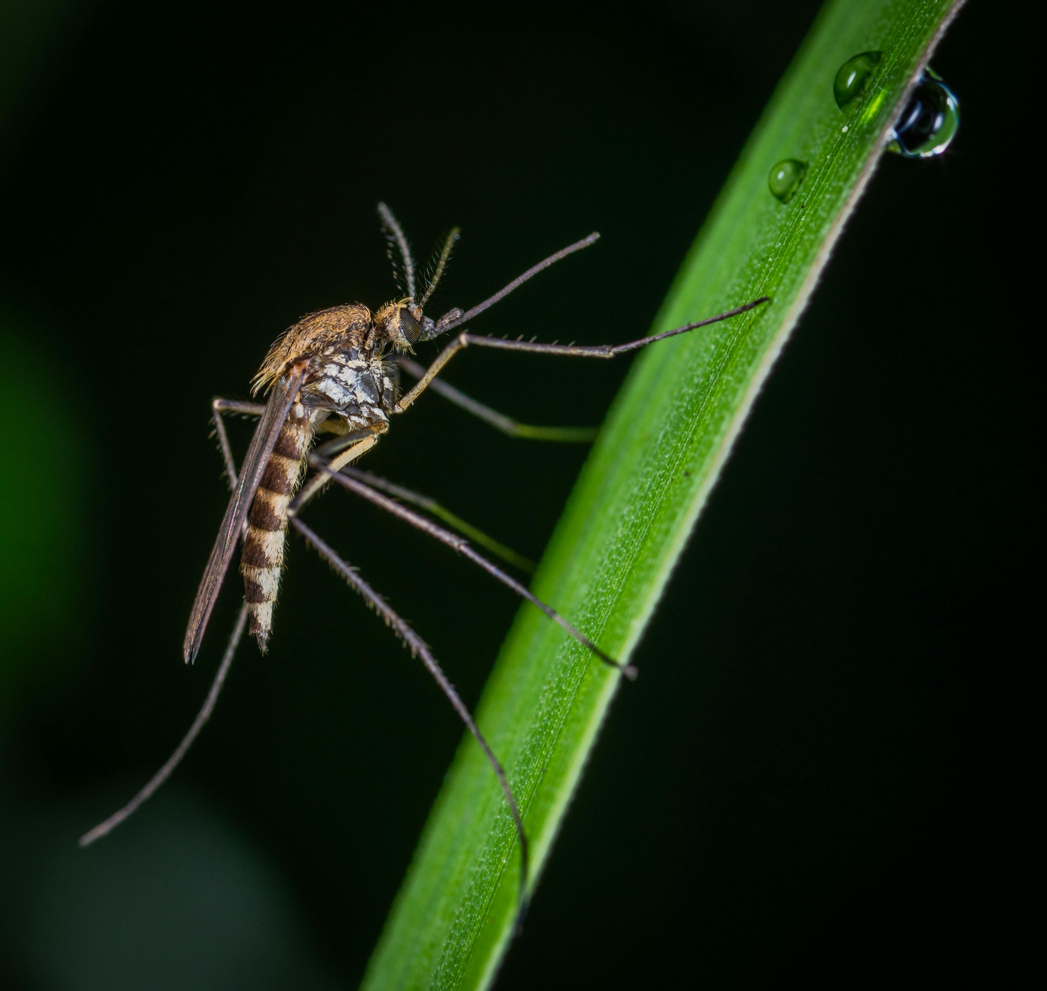 Premium Photo | Mosquito HD 8K wallpaper Stock Photographic Image