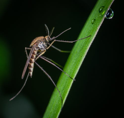 Макро фотография коричневого и черного комара на зеленой ножке
