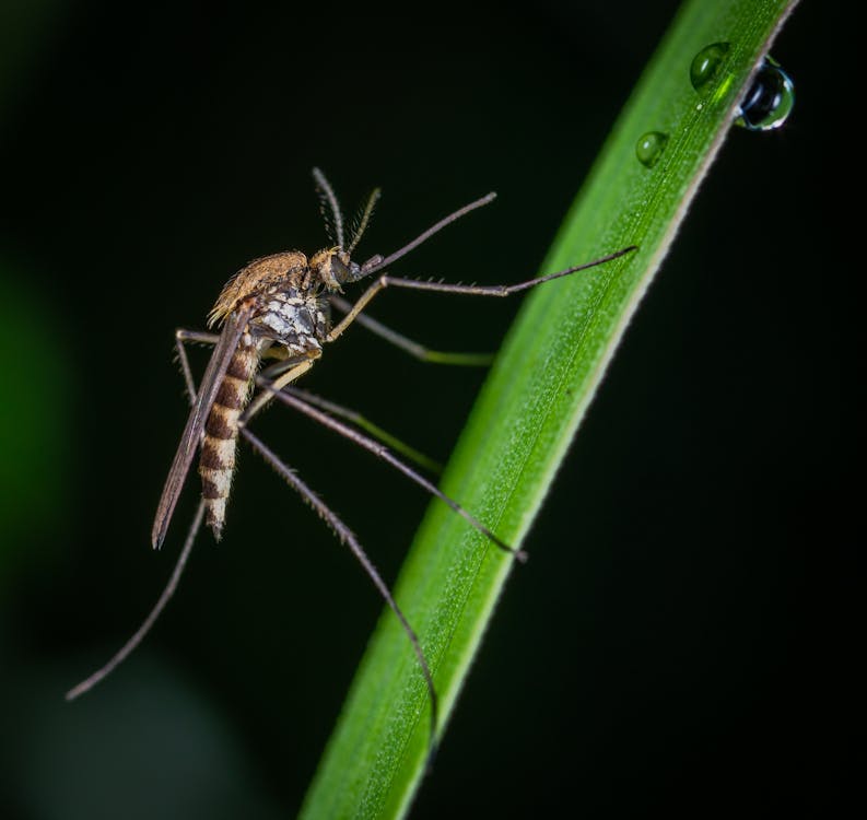 Brown and Black Mosquito on Green Stem Macro Photography
