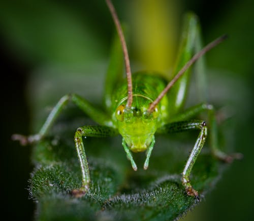 Macro Shot of Green Grasshopper on Leaf