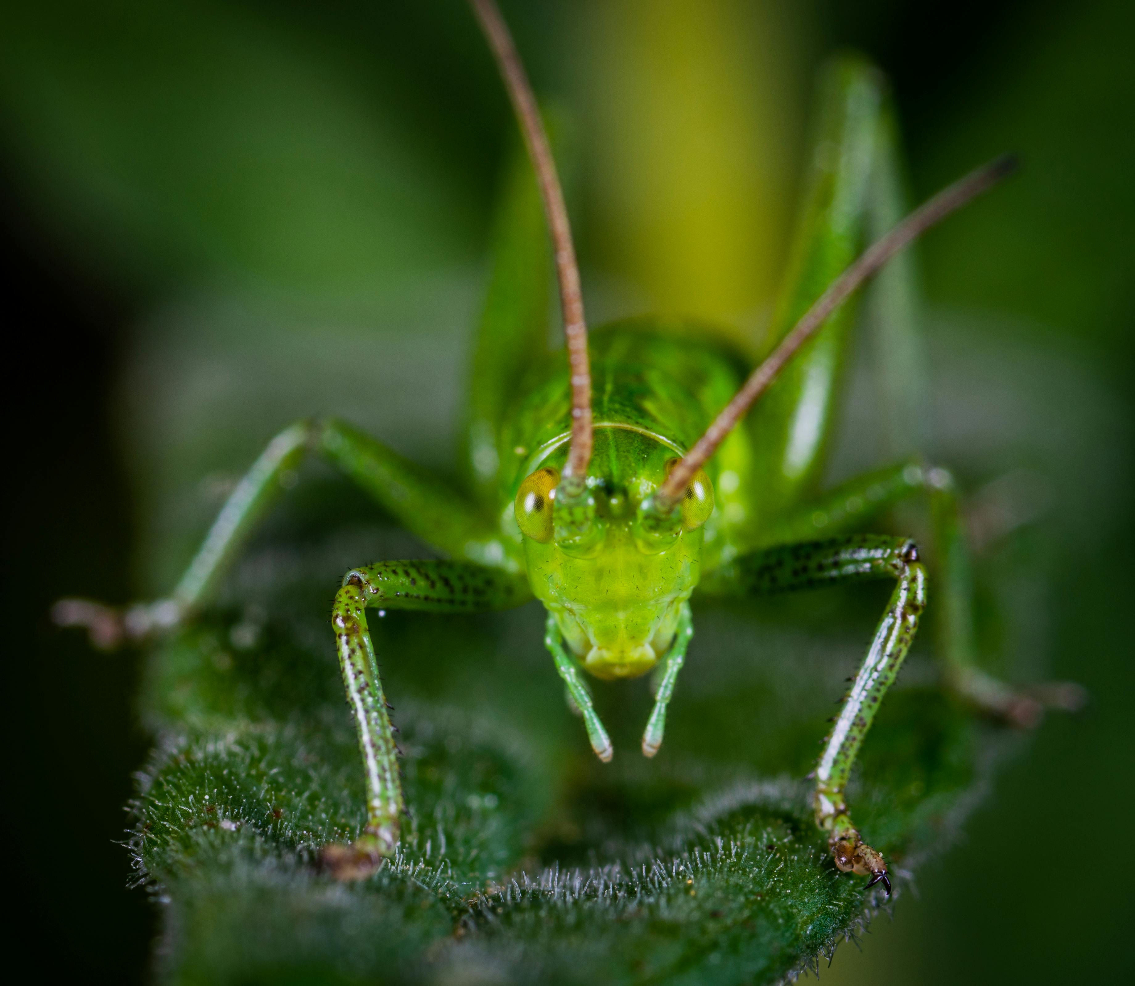 Macro Shot of Green Grasshopper on Leaf · Free Stock Photo