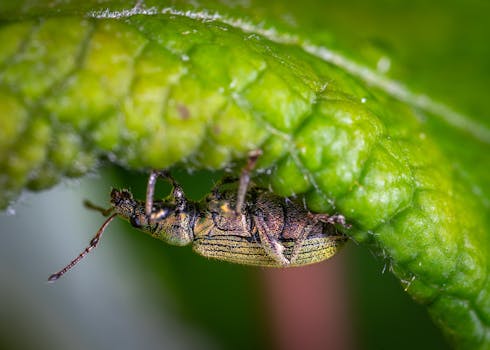 Close-up of a beetle under a green leaf, showcasing the vivid details and colors of its exoskeleton and surroundings.