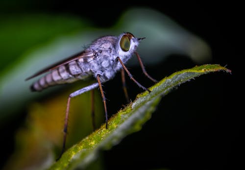Free Brown Robberfly Perched on Green Leaf Macro Photography Stock Photo