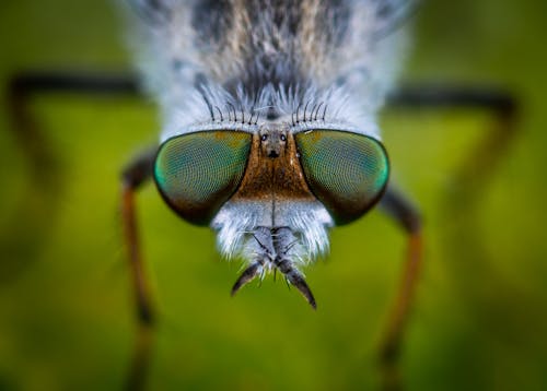 Shallow Focus Photography of Gray Fly