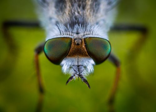 Free Detailed macro shot of a fly showcasing its colorful compound eyes and fine textures. Stock Photo