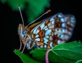 一只彩色蝴蝶栖息在绿叶上的宏观特写镜头