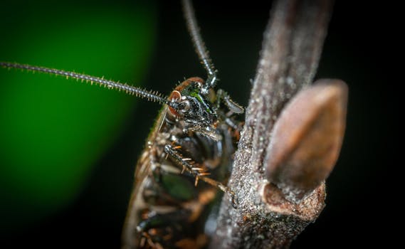 这张昆虫攀爬树枝的宏观特写，清晰地展现了其触角和身体纹理