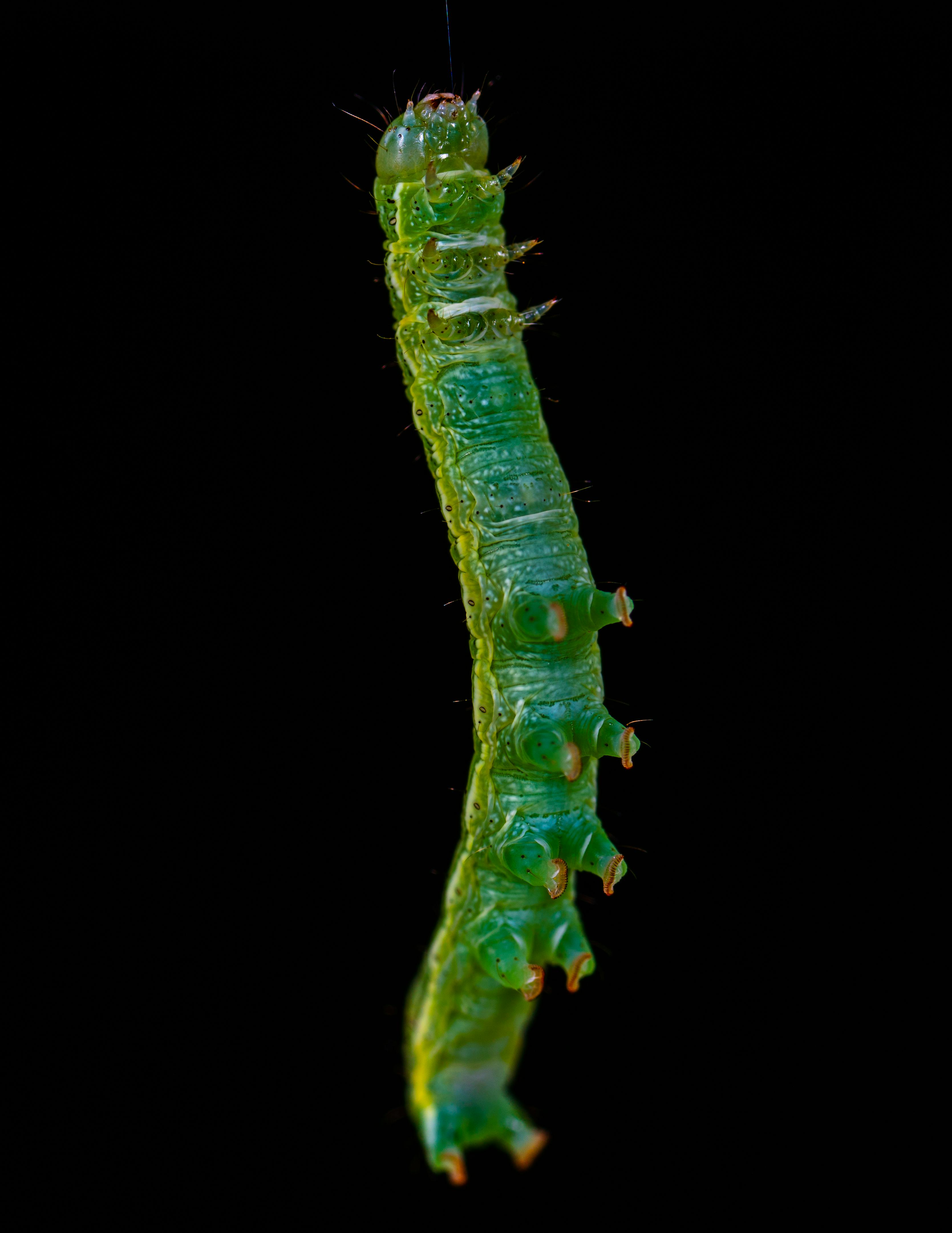 Green Caterpillar · Free Stock Photo