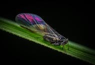 一张宏观照片捕捉到一只栖息在绿叶上的昆虫，它翅膀充满活力，闪耀着彩虹色