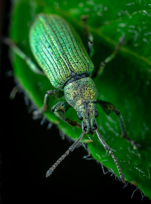 水泡甲蟲的選擇性聚焦攝影