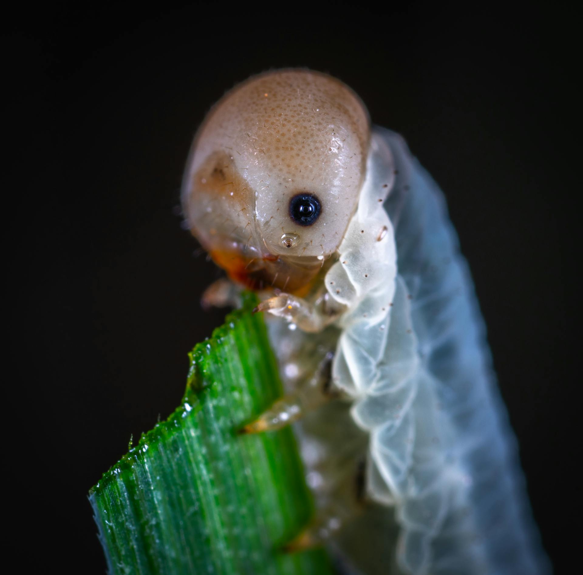 Focus Photography of Brown Worm