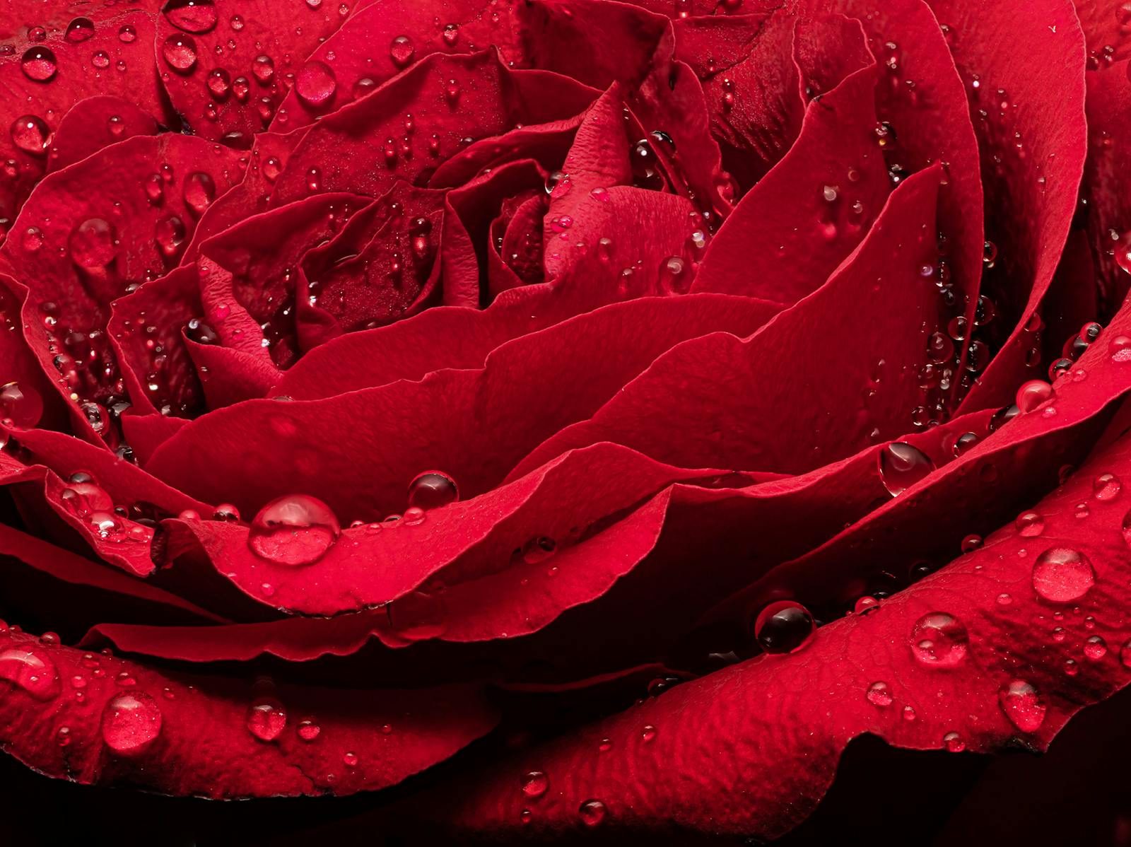 带露珠和雨滴的红玫瑰摄影图__花草_生物世界_摄影图库_昵图网nipic.com